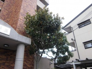 栗東市のマンションオーナー様より、マンション周りの木々の剪定のご依頼をいただきました。