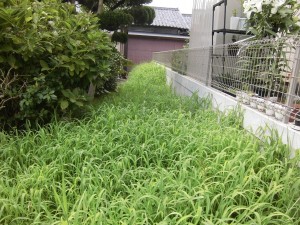 栗東市のお客様より草刈りのご依頼をいただきました。